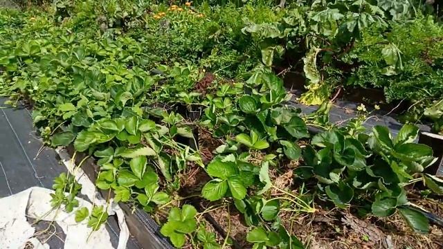 Саженцы клубники готовы к посадке Кокинская ранняя, М? смотреть онлайн