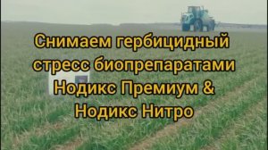 Снимаем гербицидный стресс