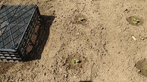 ''ТАБАЧНЫЕ ЧУДЕСА' Высадка