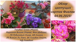 Обзор цветущих сортов Фиалок 04.06.2025!