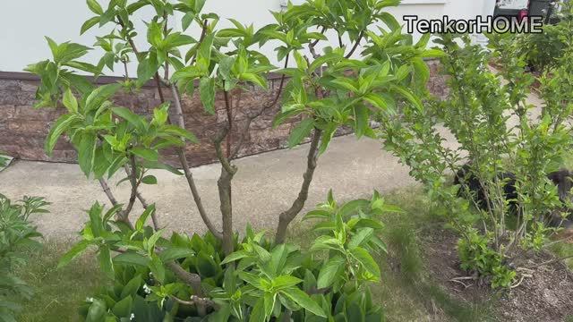 Летнее нормирование побегов  метельчатых гортензий! Для крупных соцветий! смотреть онлайн