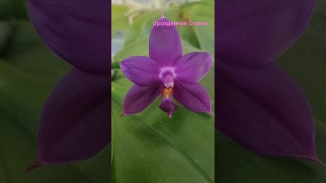 Синяя ароматная виолацея и гибрид с её участием. P. violace смотреть онлайн