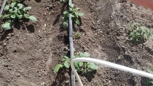 27 Апреля 2025г. Зацвела 🥔 картошка Балтик Роуз.Курица к?