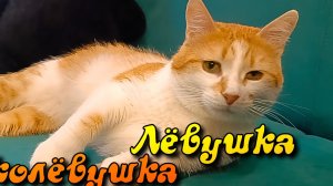 Лëвушка колëвушка.