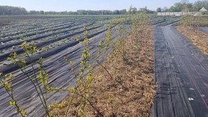 Органическое удобрение для голубики