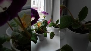 Глоксиний много 😓 не бывает 😁😁😁 Одни уже отцвели 🤣, другие в стадии бутонизации