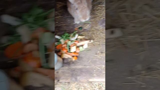 пошли кормить нашу живность