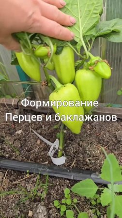 Как я формирую перцы и баклажаны