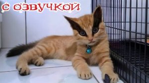 Приколы с котами! САМЫЕ СМЕШНЫЕ ЖИВОТНЫЕ! с озвучкой! Смешные коты!