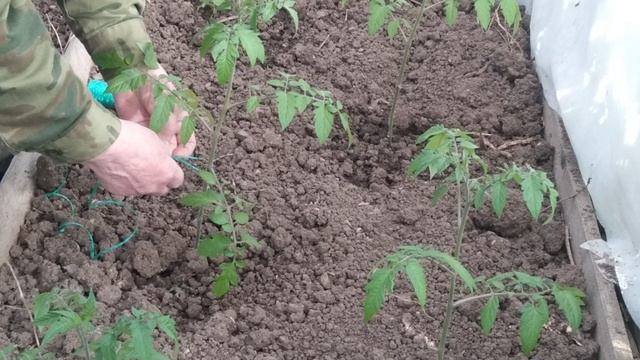 Как правильно подвязывать томаты (помидоры) смотреть онлайн