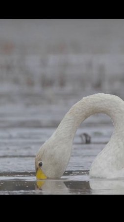 Лебедь кликун.Whooper swan. #birds #wildlife #shots