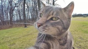 СМЕШНЫЕ КОТЫ 2025 ЛУЧШИЕ ПРИКОЛЫ С КОТАМИ, КОШКИ, КОТИКИ, СОБАЧКИ, СМЕШНОЕ ВИДЕО