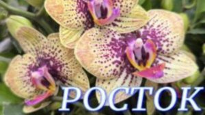 №1085/ ОБЗОР орхидей в с/ц РОСТОК. Цветущие КАКТУСЫ низкой ЦЕНЕ