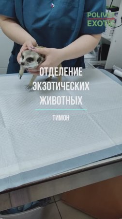 Сурикат на приёме. Ветеринарный центр Polivet. г.Зеленоград
