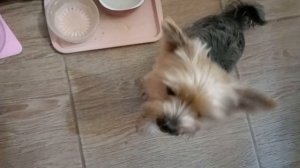 Фея ужинает 🐕 😃 🧚♂️