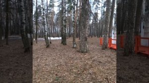 Белки прыгают по деревьям