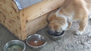 Кутёнок лежит, чешется, ест и пьёт | Пёс