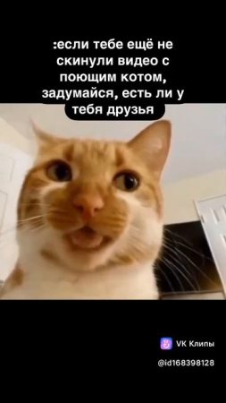 поющий кошак