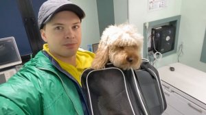 Пёс хромает… Это патэлла? Ветеринарный осмотр в Батум