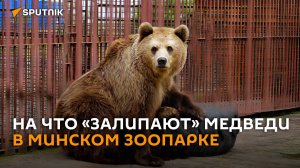 Дзен Нюры, сумрачные дикобразы и сигмабой Тристан в минском зоопарке