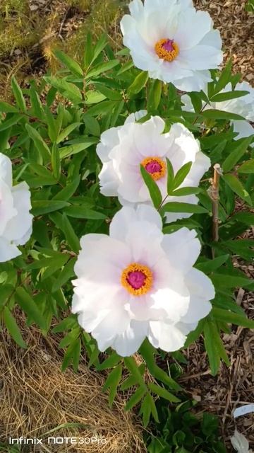 Пион Белый Феникс смотреть онлайн