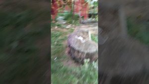 Тайна монаха Вишневецкого.Частичная срезка.Великолеп