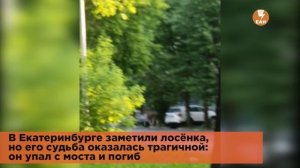 Лосенок в Екатеринбурге