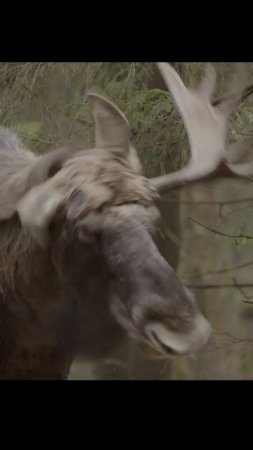 Лось сбрасывает второй рог. Moose sheds second horn. #wildlife #shorts