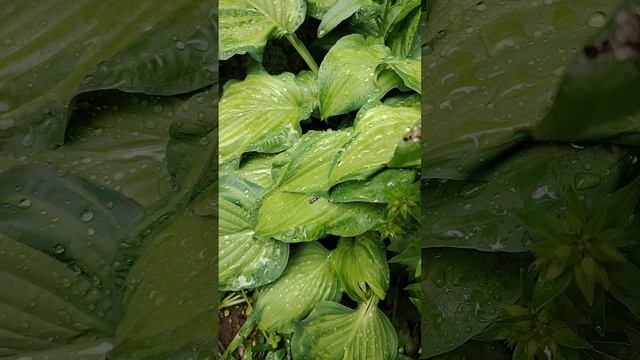 Капли дождя