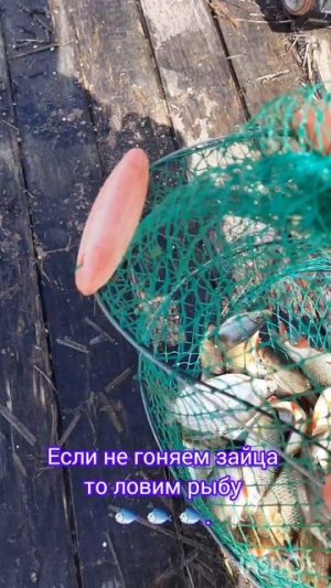 Если не гоняем зайца то ловим рыбу 🐟 🐟 🐟.