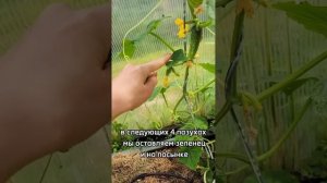 Три способа формирования огурцов в теплице 🥒