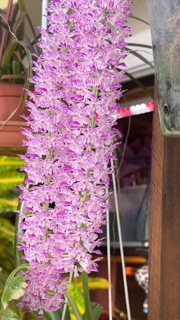 Ринхостилис