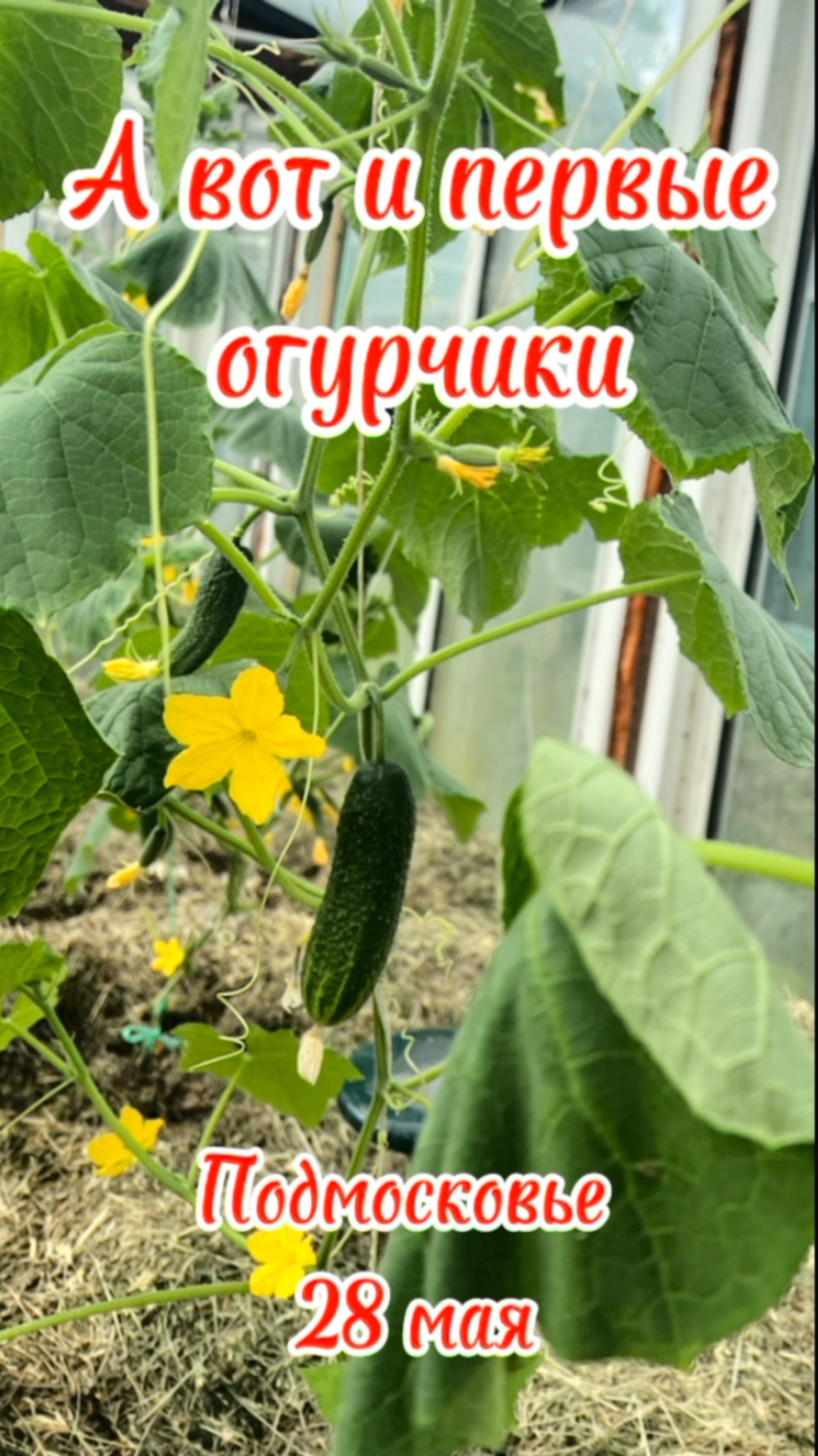А вот и первые огурцы. Май. Подмосковье. #огурцы #первыйурожай #первыеогурцы
