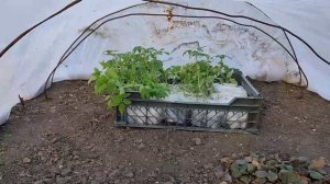 сегодняшний день, о рассаде, помидоры Пинк Буш. 19 марта