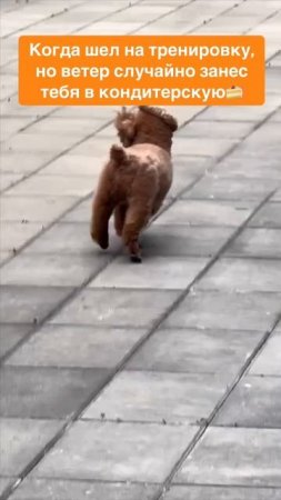 Не хватает мотивации на тренировки? Вам просто нужен тренер😉