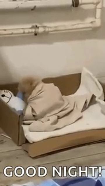 Собачка 🐕 смотреть онлайн