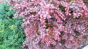 Мать провожала на станции сына. Автор. Н. Лупан