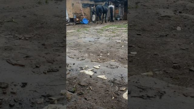 Крою кобылу Пуцыфалом орловец клас элита