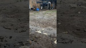 Крою кобылу Пуцыфалом орловец клас элита