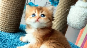 Котята золотые шиншиллы, тикированные