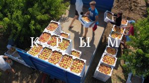 Крым. Сбор урожая персиков в Крыму #топыкатегории