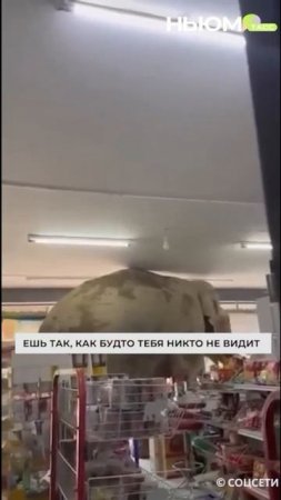 В Таиланде слон ограбил магазин. Воришка вдоволь наелся снеками, но уйти незамеченным не смог.