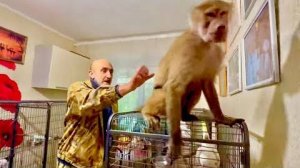Люська решила показать попугаям кто в доме ХОЗЯЙКА! Жора, Кеша и Кира в ШОКЕ