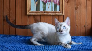 Снежный мраморный бенгальский кот линкс