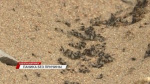 Сезонные нападения