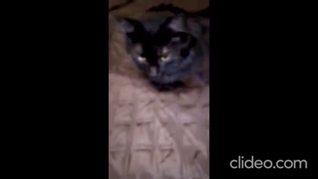 Почему КОШКИ такие ЛЮБОПЫТНЫЕ?