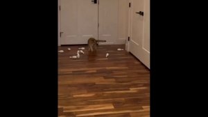 Приколы с котами! Смешные коты! С ОЗВУЧКОЙ! УГАРНЫЕ! Самые смешные животные!