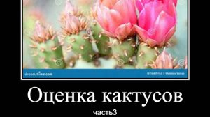 Оценка кактусов Ч.3