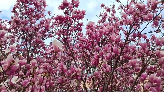 #анапа#чудо магнолия 24. 03. 24 смотреть онлайн