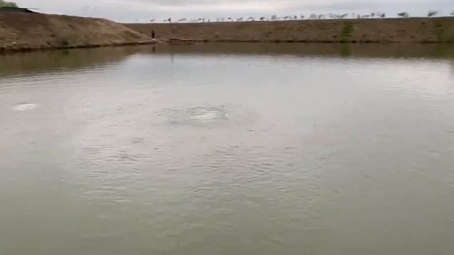 Установка аэраторов для пруда смотреть онлайн